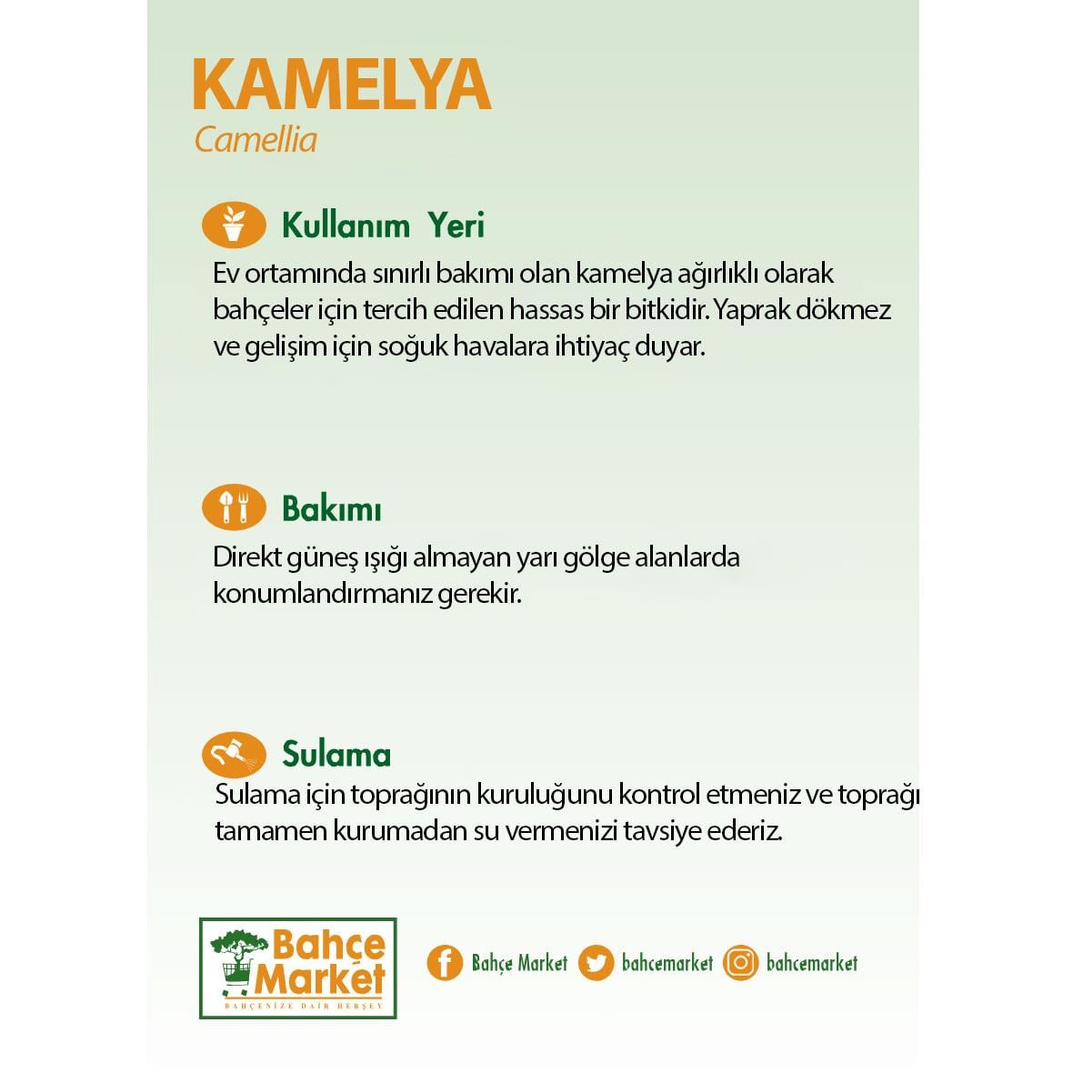 Kamelya 30-40 Cm Yeşil