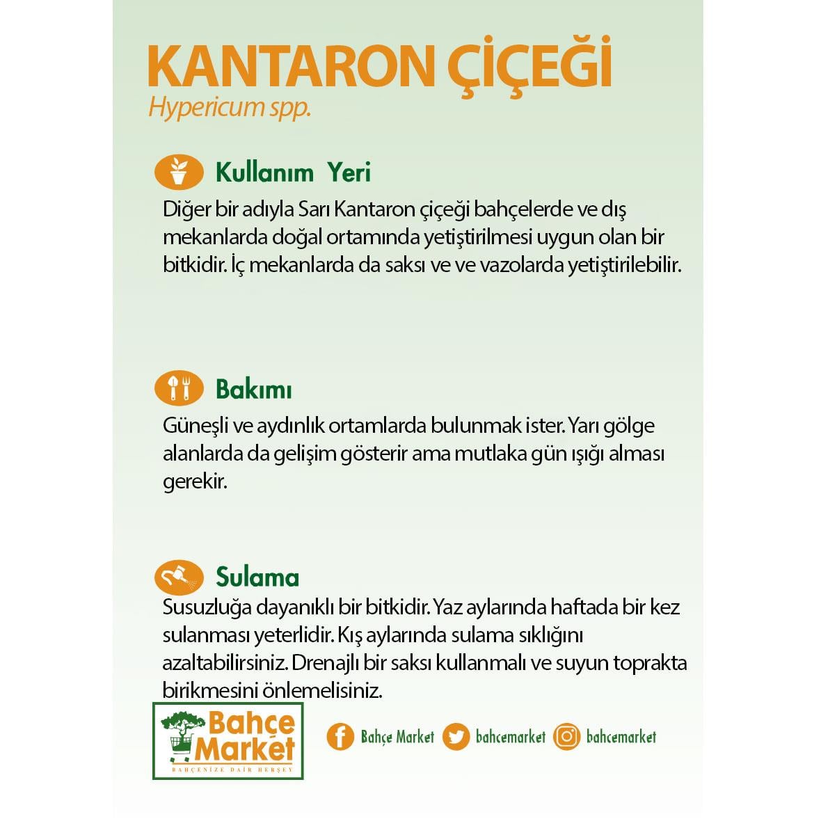 Kantaron Çiçeği