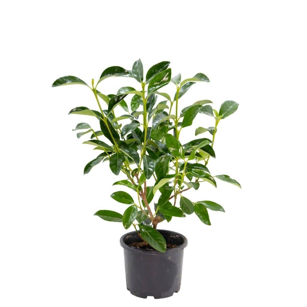 Kartopu Bitkisi (Lucidum) 40-60 Cm