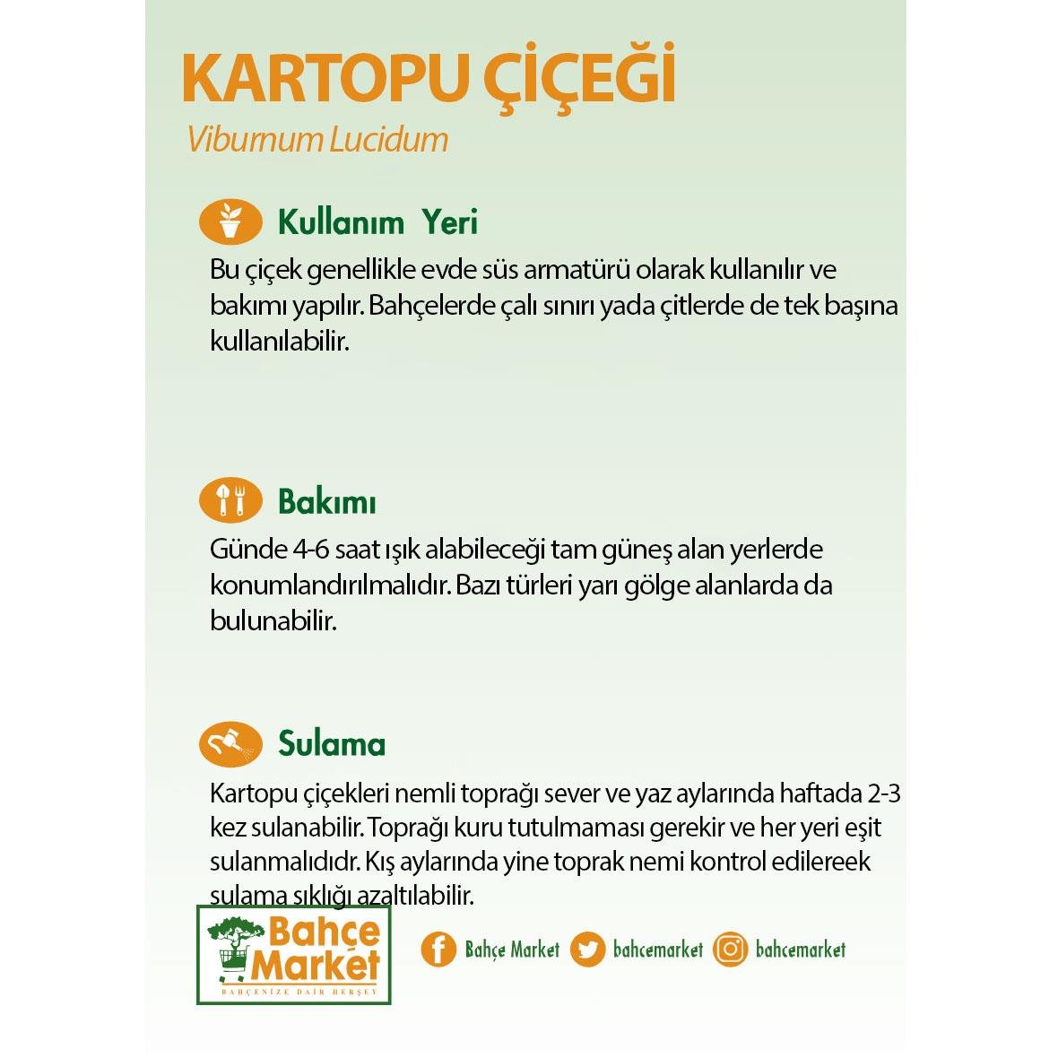 Kartopu Çiçeği Yeşil