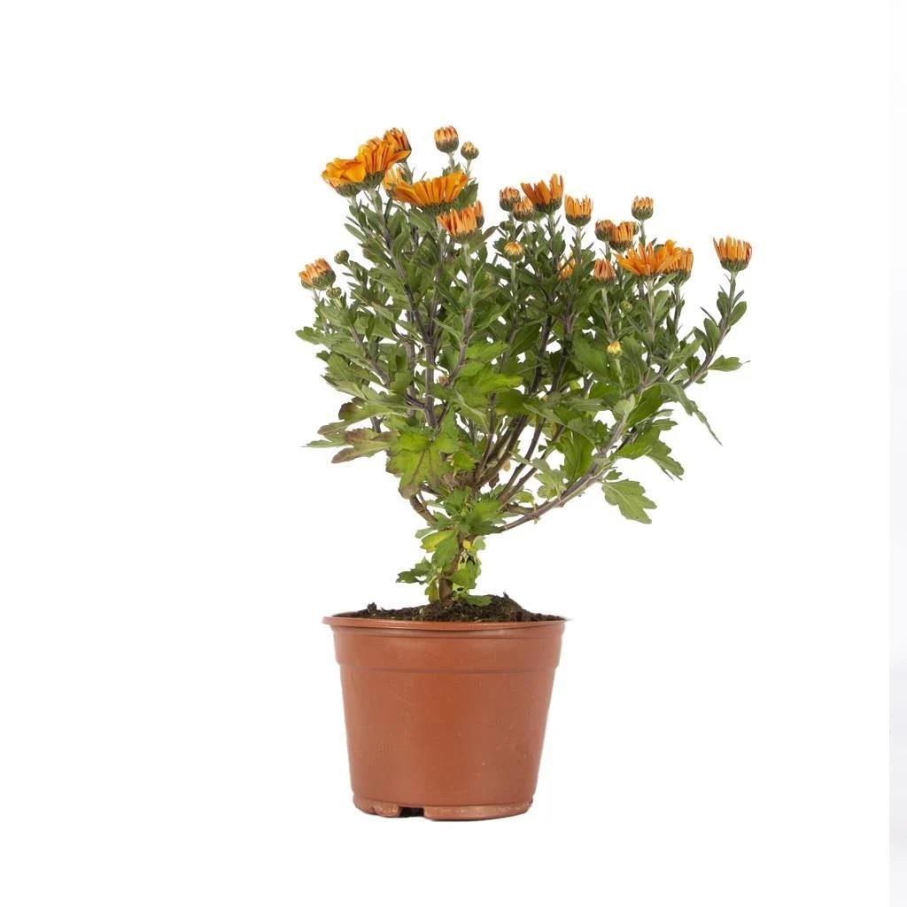 Kasımpatı Çiçeği 10 - 20 Cm