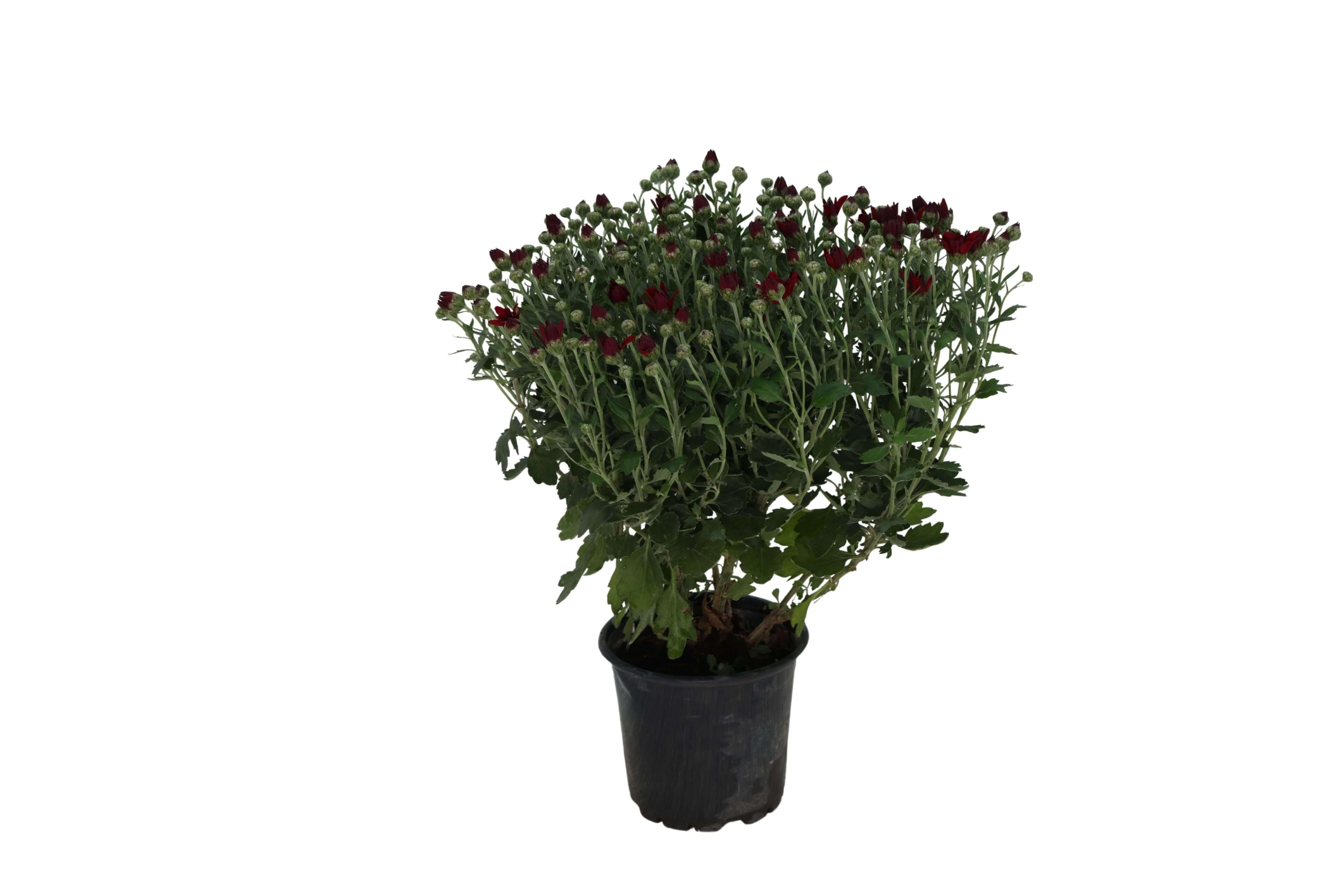 Kasımpatı Çiçeği 10 -20 Cm
