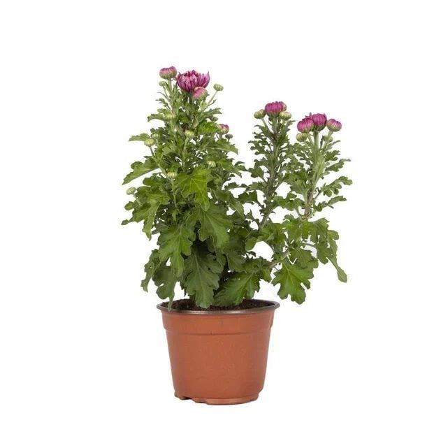 Kasımpatı Çiçeği 10 - 20 Cm