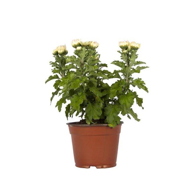 Kasımpatı Çiçeği 10 - 20 Cm