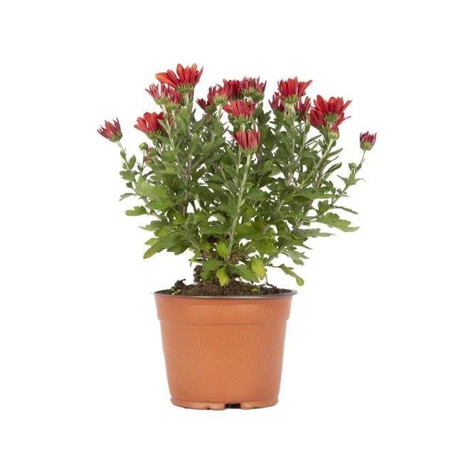 Kasımpatı Çiçeği 10 - 20 Cm