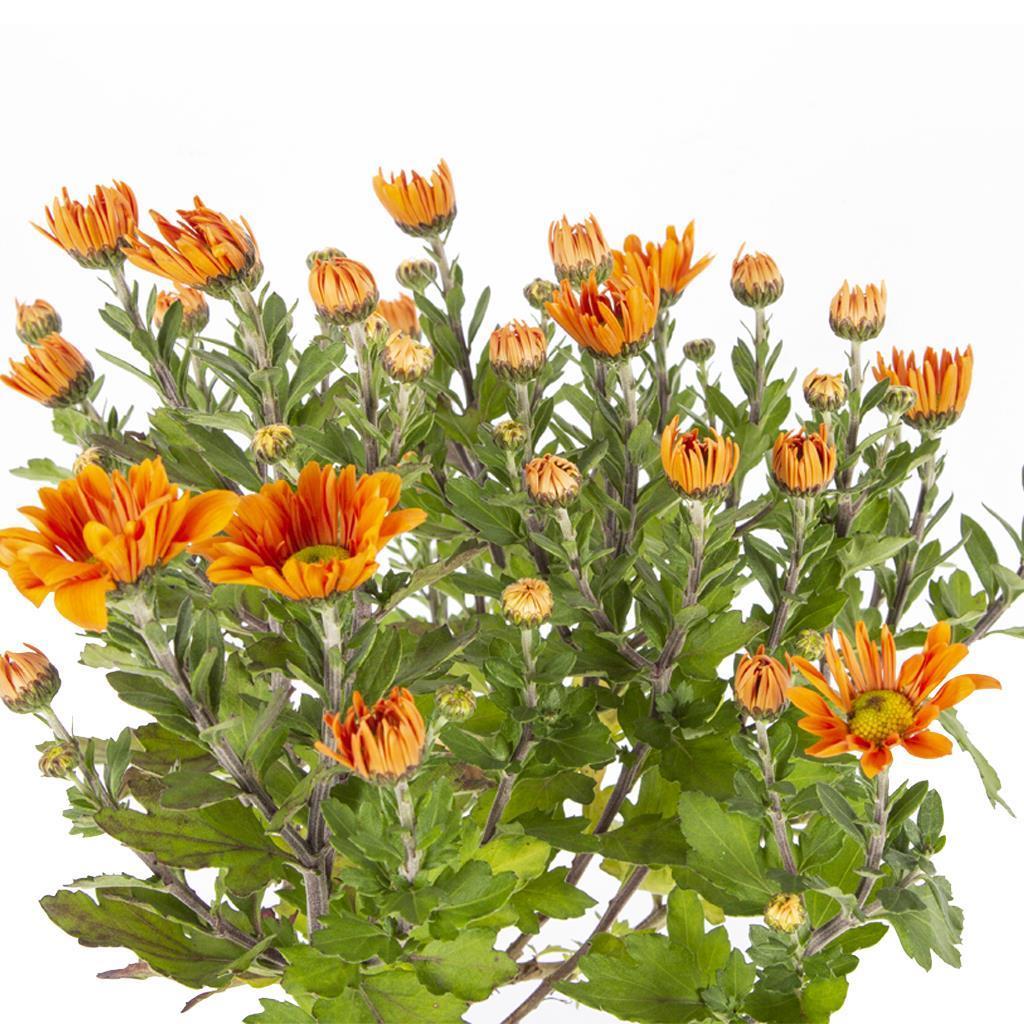 Kasımpatı Çiçeği 10 - 20 Cm