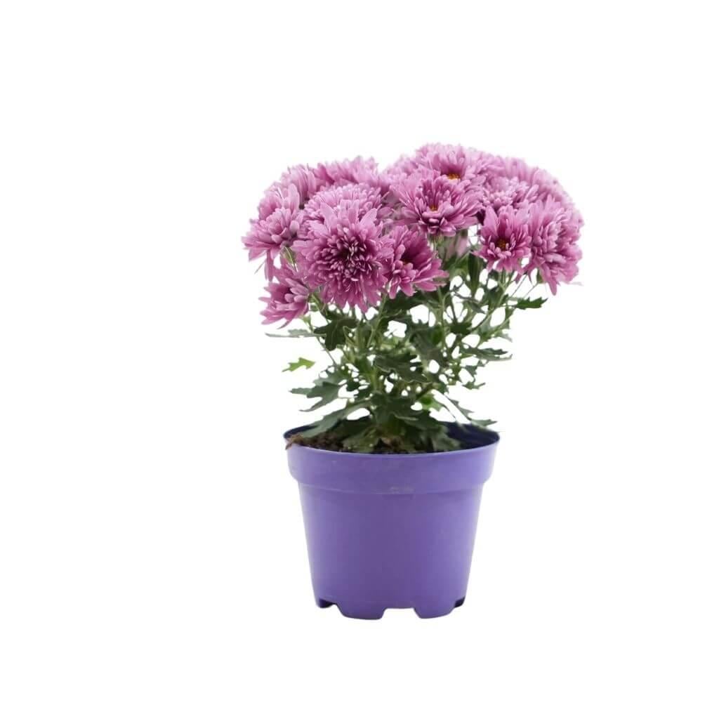 Kasımpatı Çiçeği 10 -20 Cm
