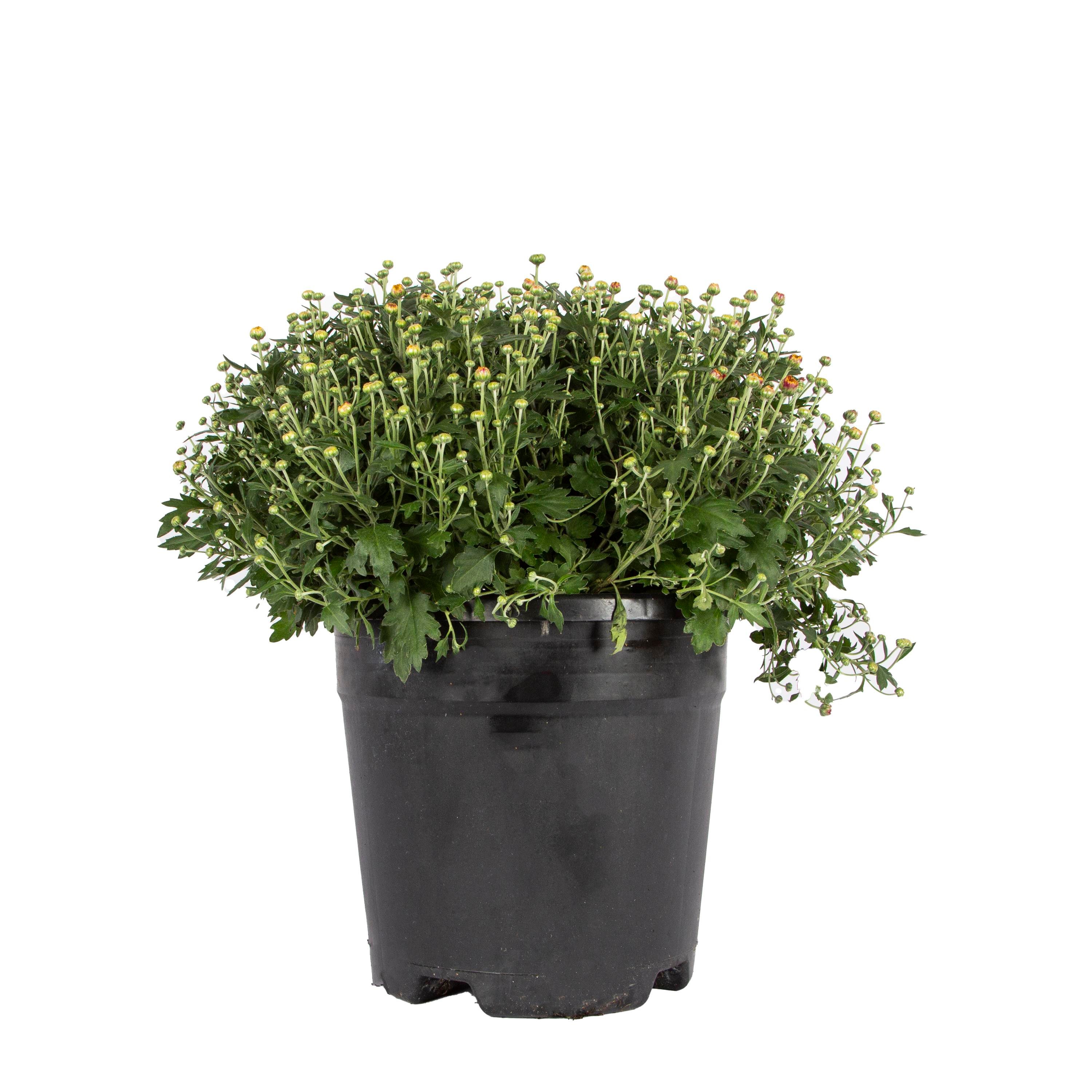 Kasımpatı Çiçeği 20 - 30 Cm