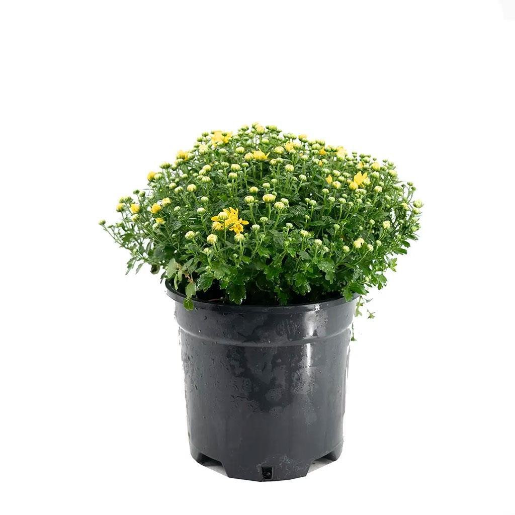 kasimpati-cicegi-20-30-cm--8207-.jpg