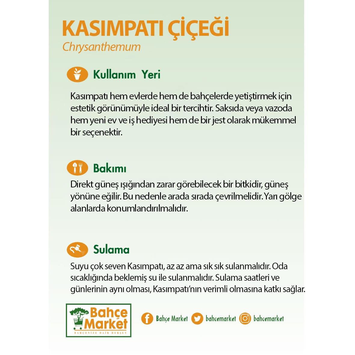 Kasımpatı Çiçeği 20 - 30 Cm