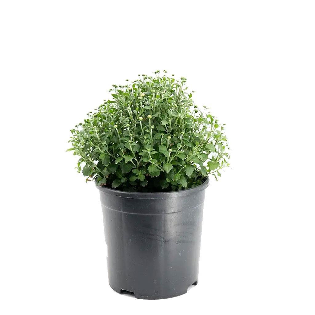 kasimpati-cicegi-20-30-cm-806-85.jpg
