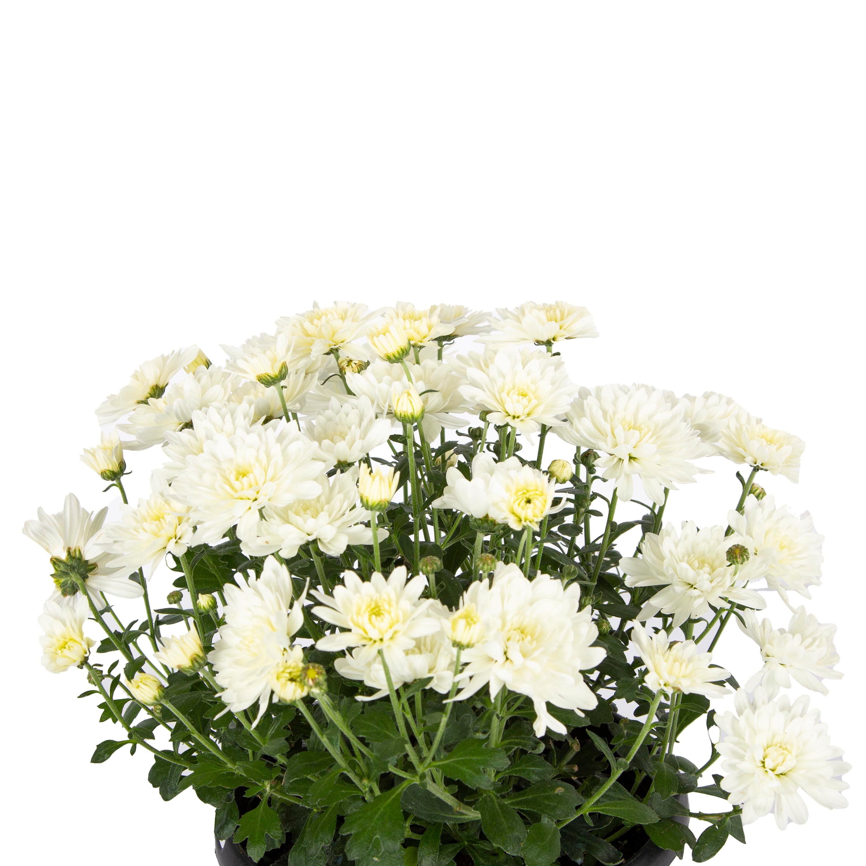 Kasımpatı Çiçeği 20 -30 Cm