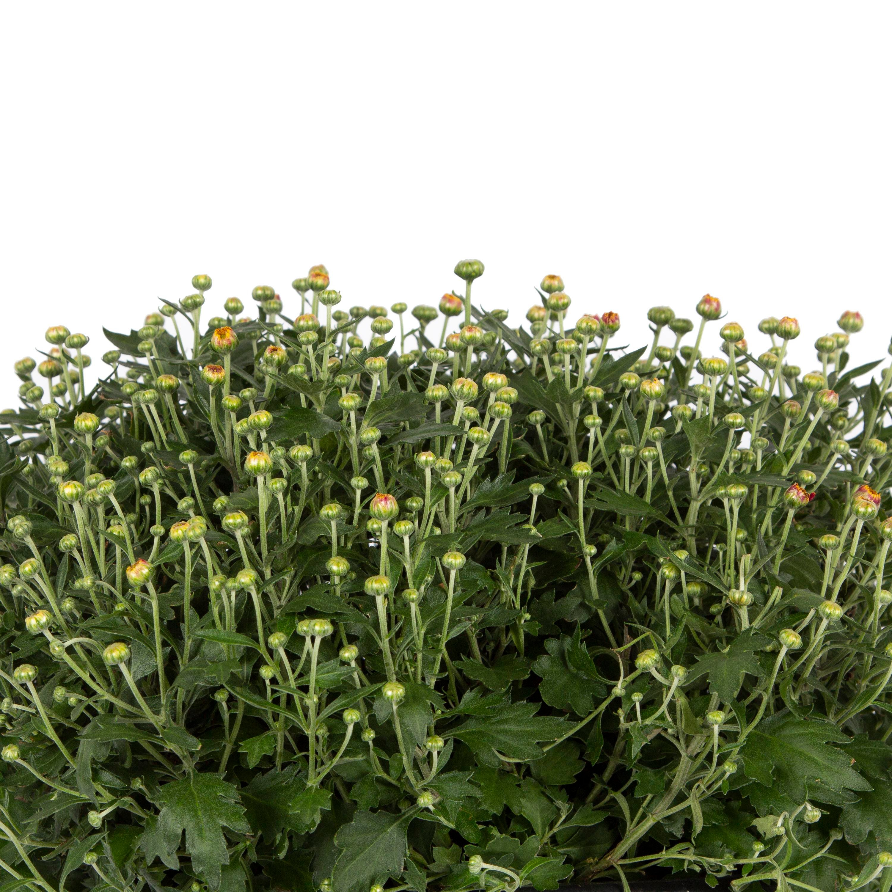Kasımpatı Çiçeği 20 - 30 Cm