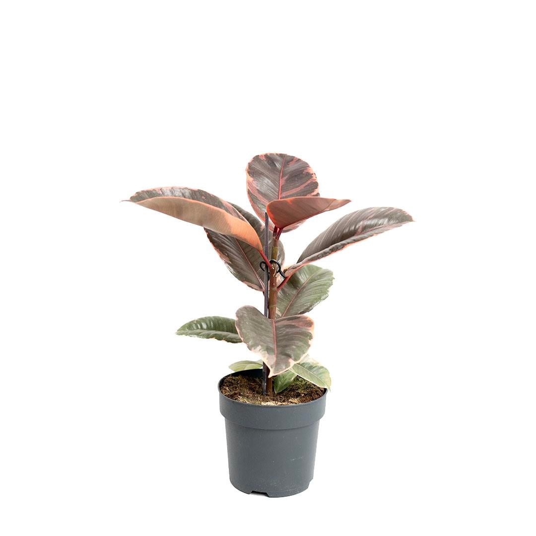 Kauçuk Bitkisi (Ficus Elastica) 40 - 60 Cm