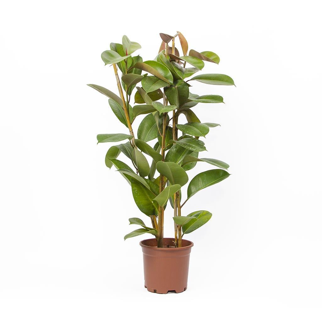 kaucuk-ficus-elastica-robusta-2-govdel-136-b1.jpg