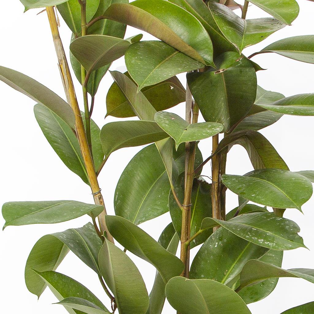 kaucuk-ficus-elastica-robusta-2-govdel-1c7468.jpg