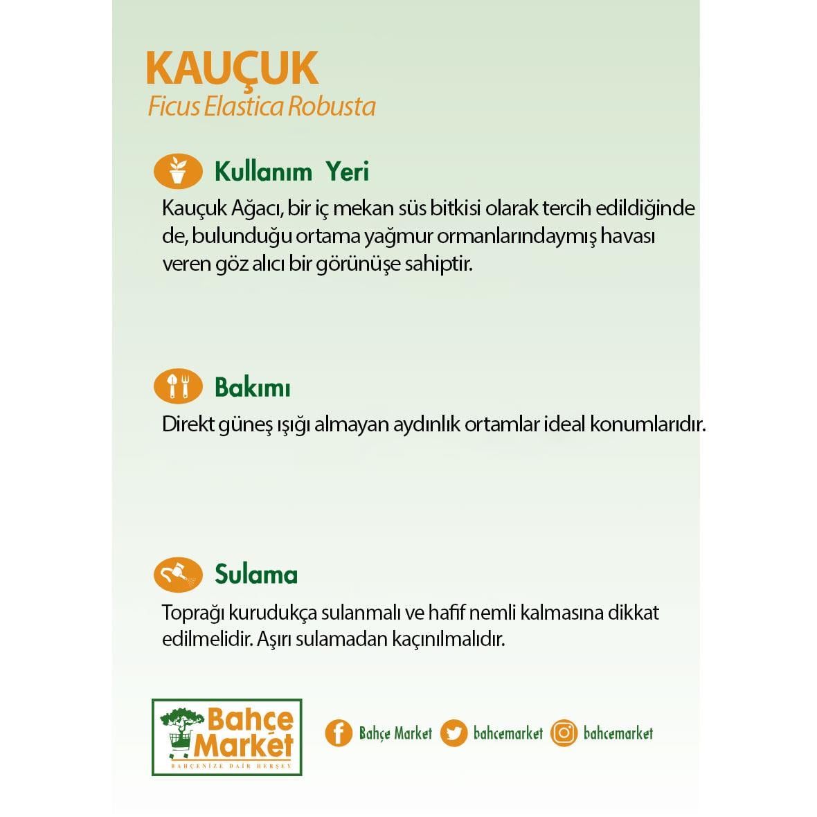 Kauçuk (Ficus Elastica Robusta) 2 Gövdeli Yeşil