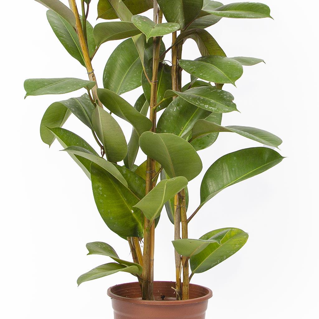kaucuk-ficus-elastica-robusta-2-govdel-b63e-c.jpg