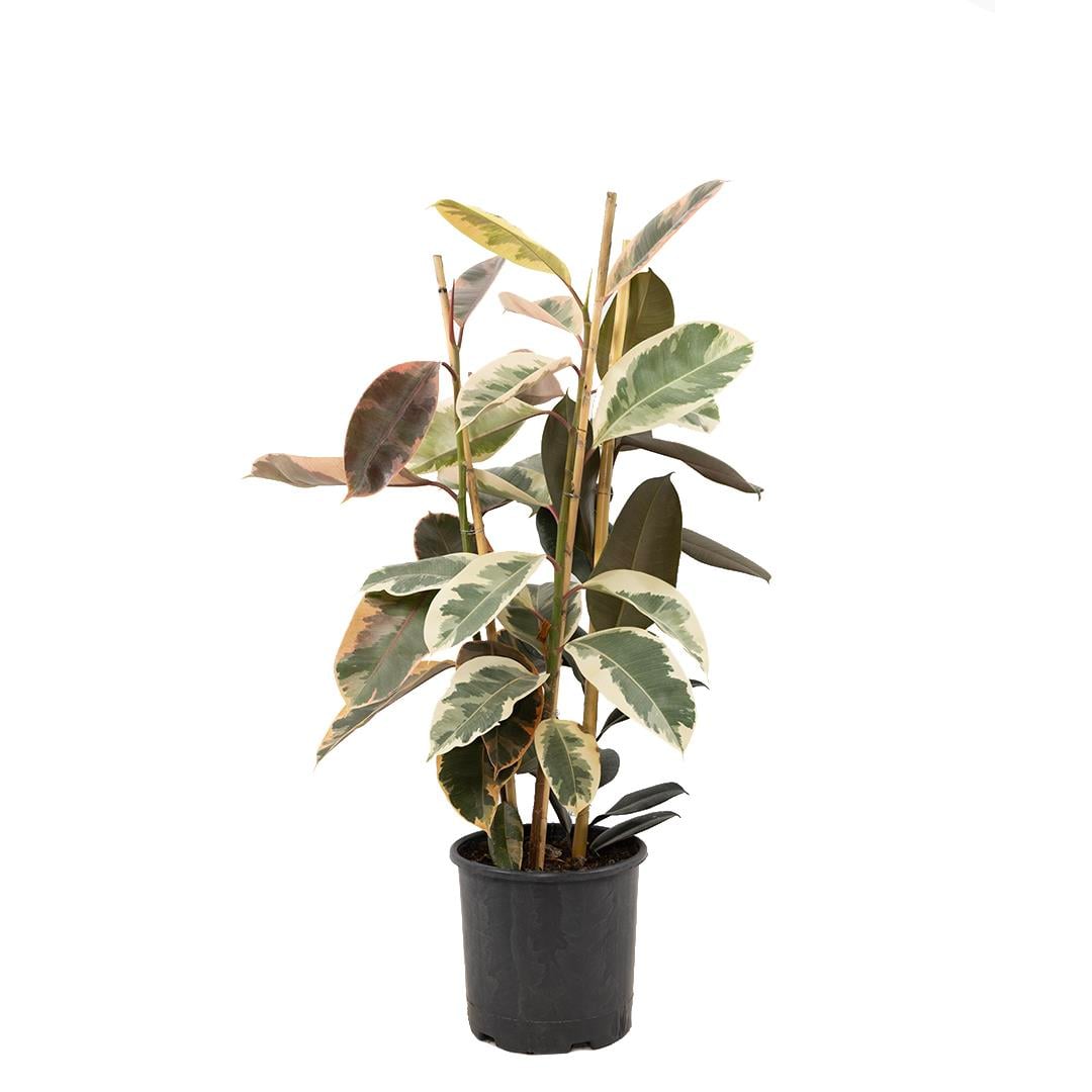 Kauçuk Mix 80-100 Cm