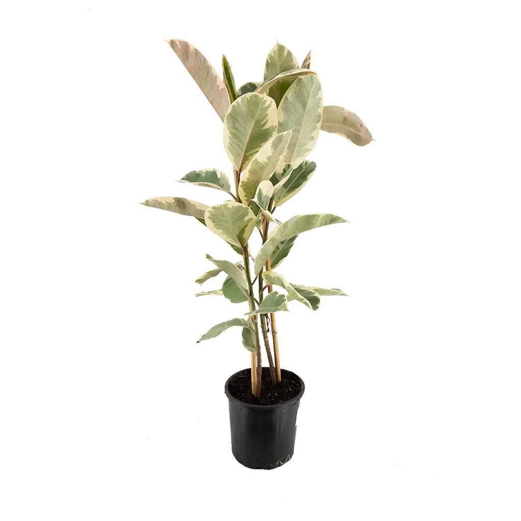 kaucuk-mix-80-100-cm-e5407f.jpg