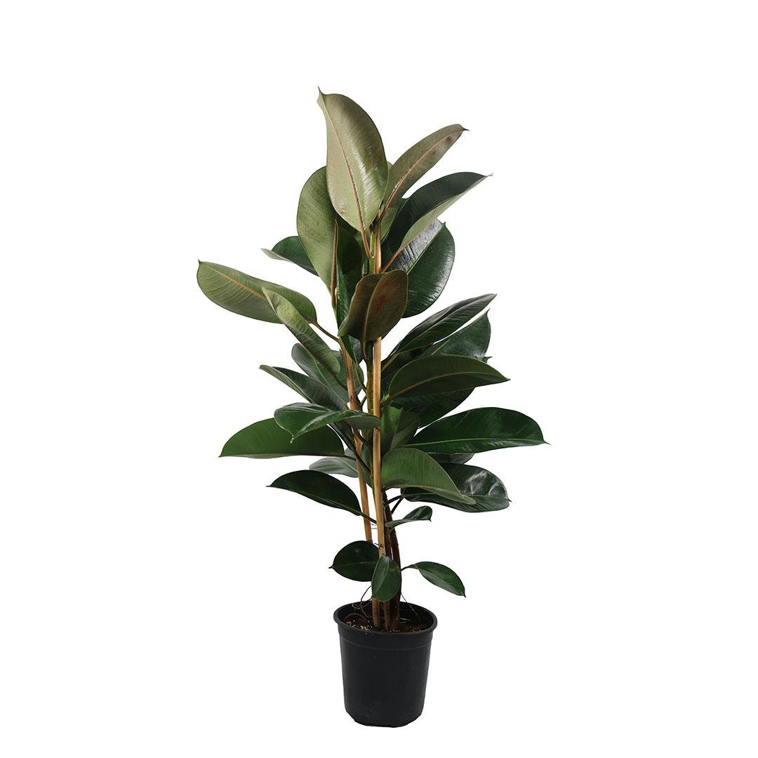 Kauçuk Robusta Çiçeği 2'li 80-100 Cm