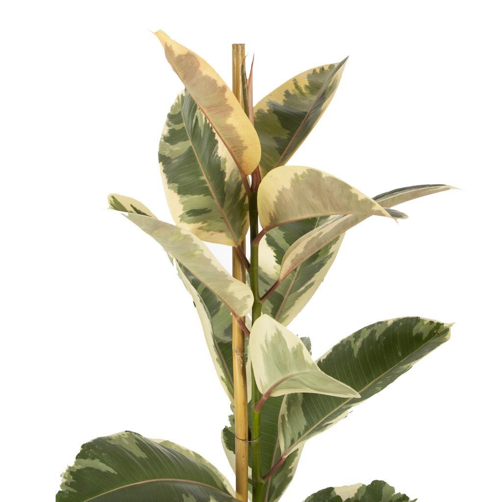 kaucuk-tekli--3e68-.jpg
