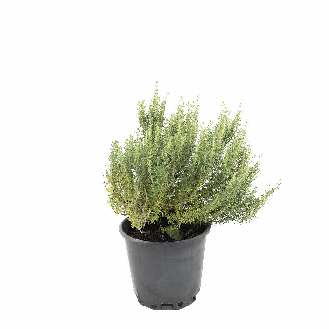 Kekik Fidanı 10-20 Cm