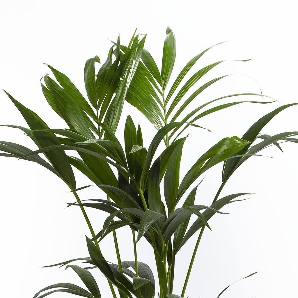 kentia-palmiyesi-0aed35.jpg