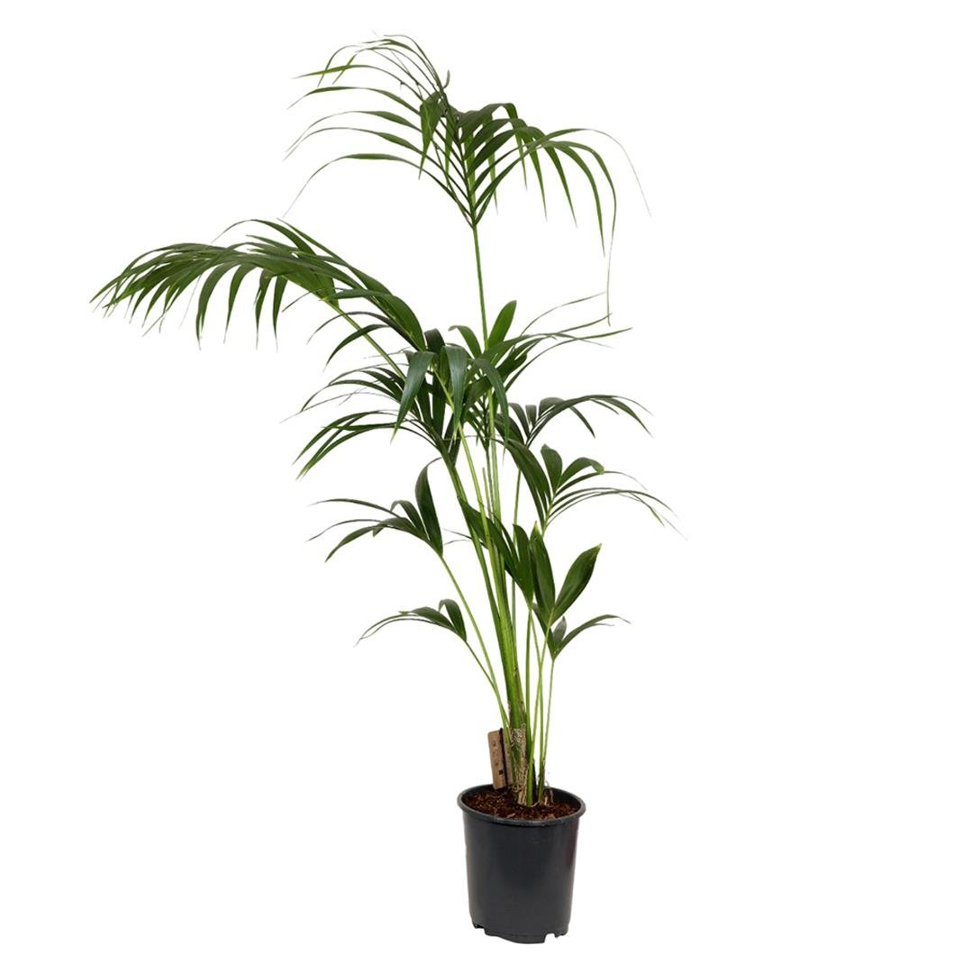 Kentia Palmiyesi 150-175 Cm