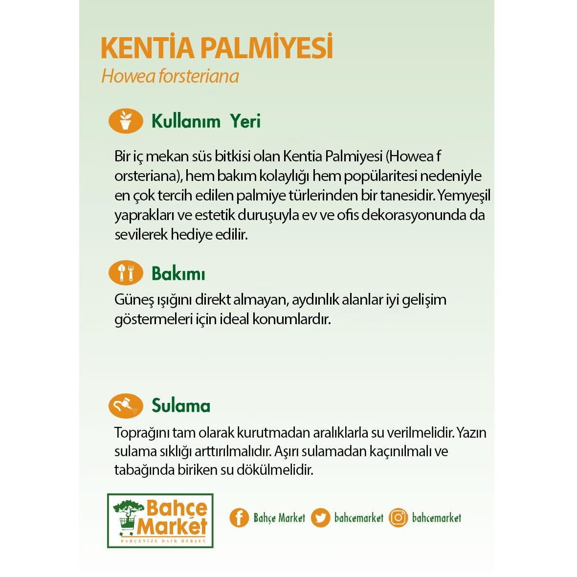 Kentia Palmiyesi 180-200 Cm