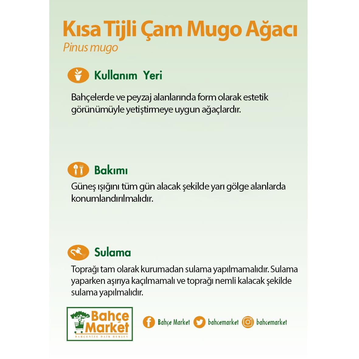 Kısa Tijli Çam Mugo Ağacı - 25 Litre Saksı - Boy 100 125 Cm  Yeşil
