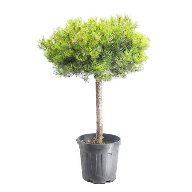 Kısa Tijli Çam Mugo Ağacı - 25 Litre Saksı - Boy 100 125 Cm  Yeşil