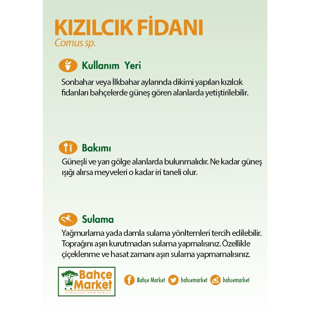 Kızılcık Fidanı 60-80 Cm