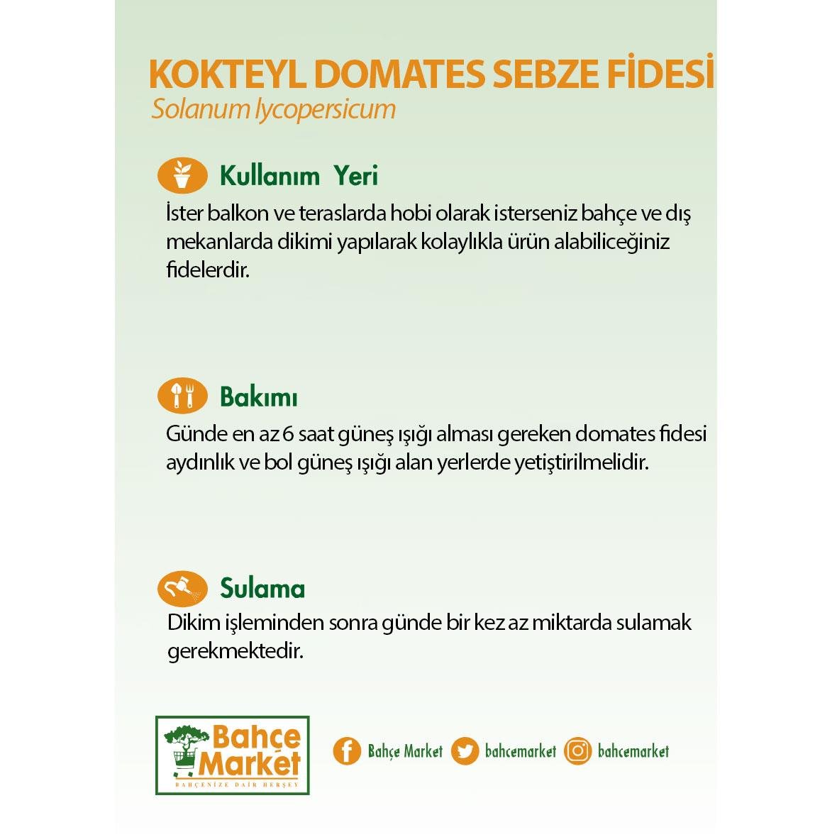 Kokteyl Domates  Sebze Fidesi Yeşil