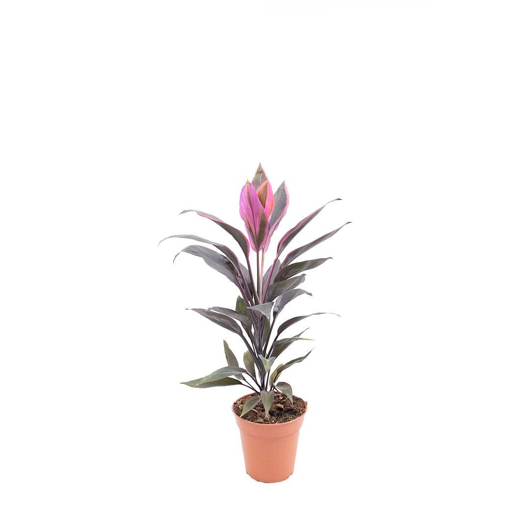 Kordilin Bitkisi 40-60 Cm