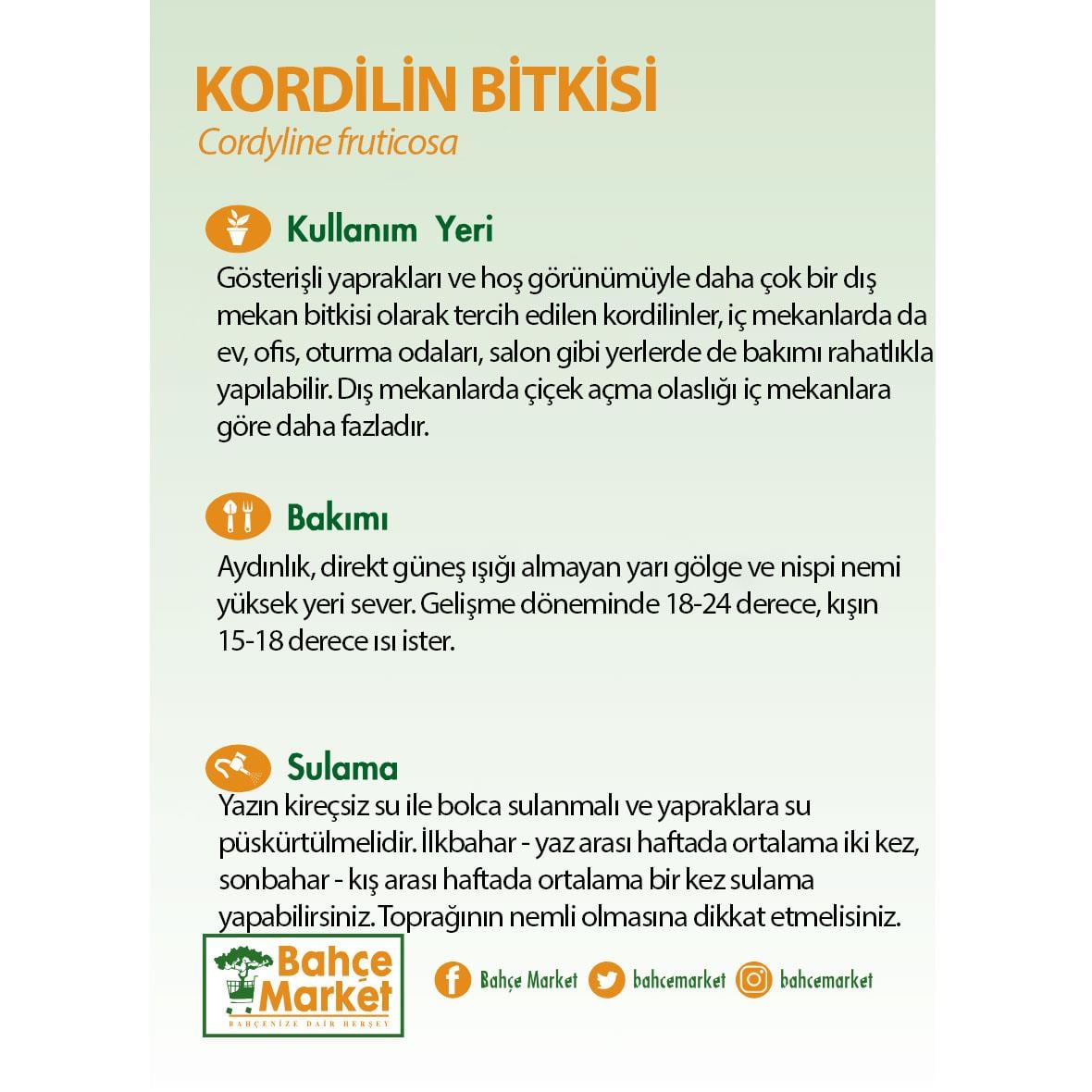 Kordilin Bitkisi 40-60 Cm