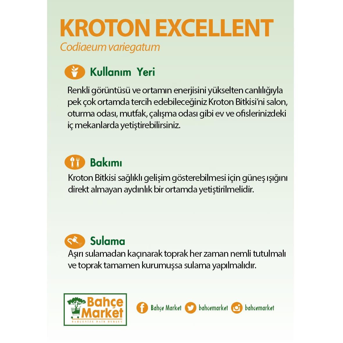 Kroton Excellent (Craton Excellent) 60 - 80 Cm