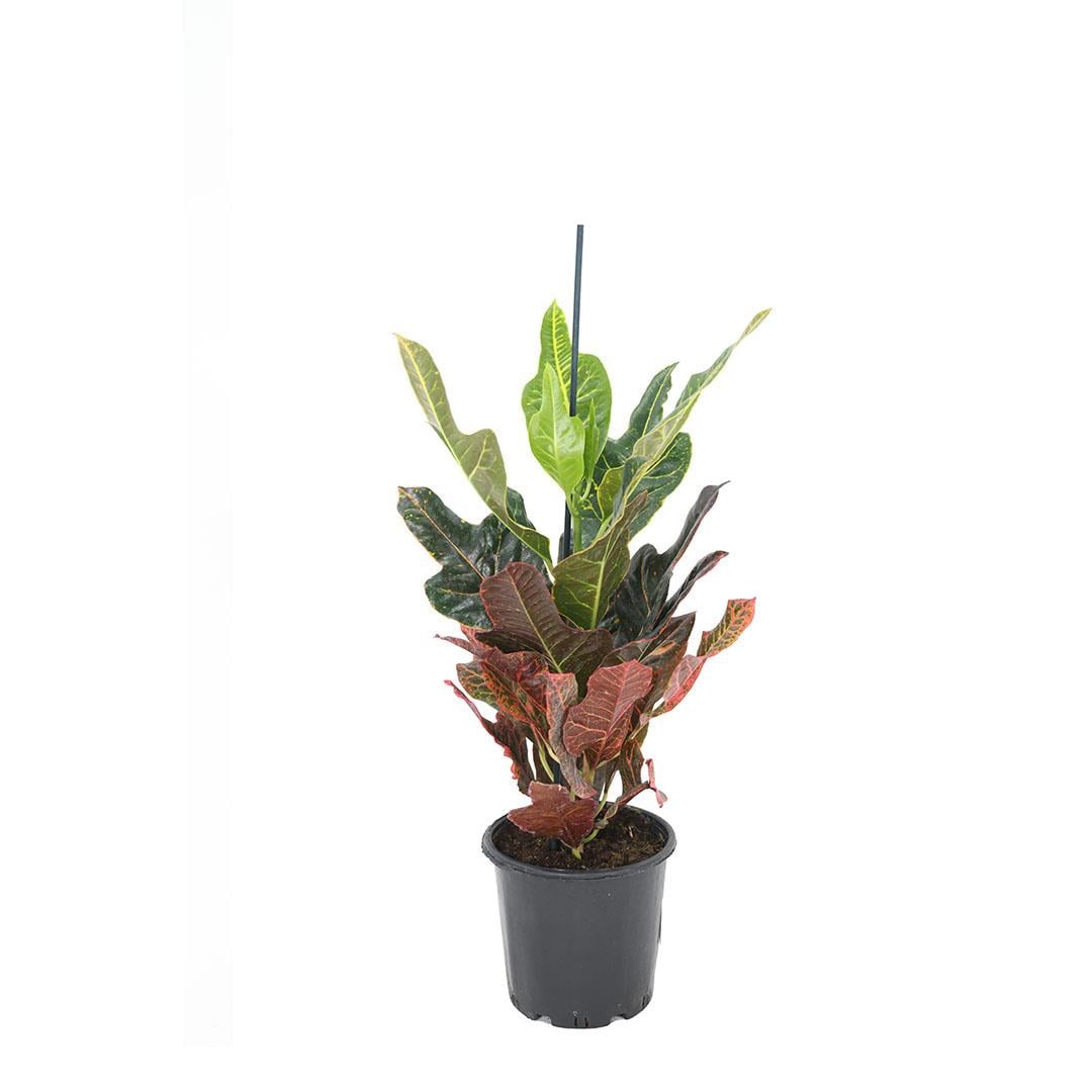 Kroton Excellent (Craton Excellent) 60 - 80 Cm