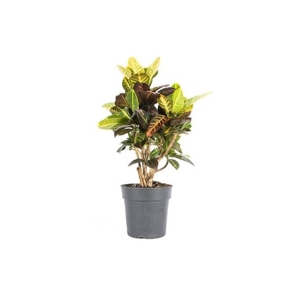 Kroton İceton (Craton İceton) Bitkisi