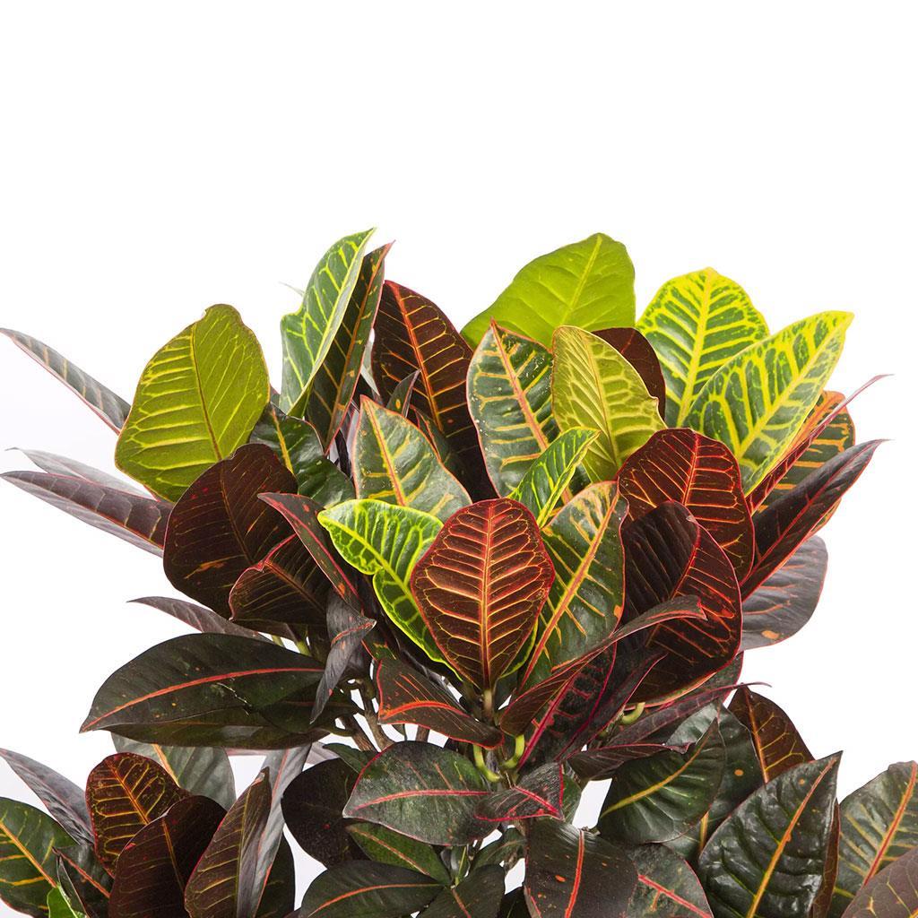 kroton-petra-100-120-cm-4f2c-b.jpg