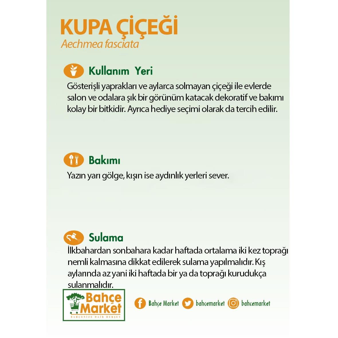 Kupa Çiçeği - Çap 15 Cm - Boy 40 60 Cm  Yeşil