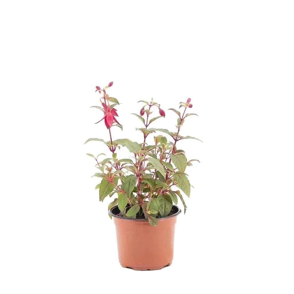 Küpe Çiçeği 10-20 Cm
