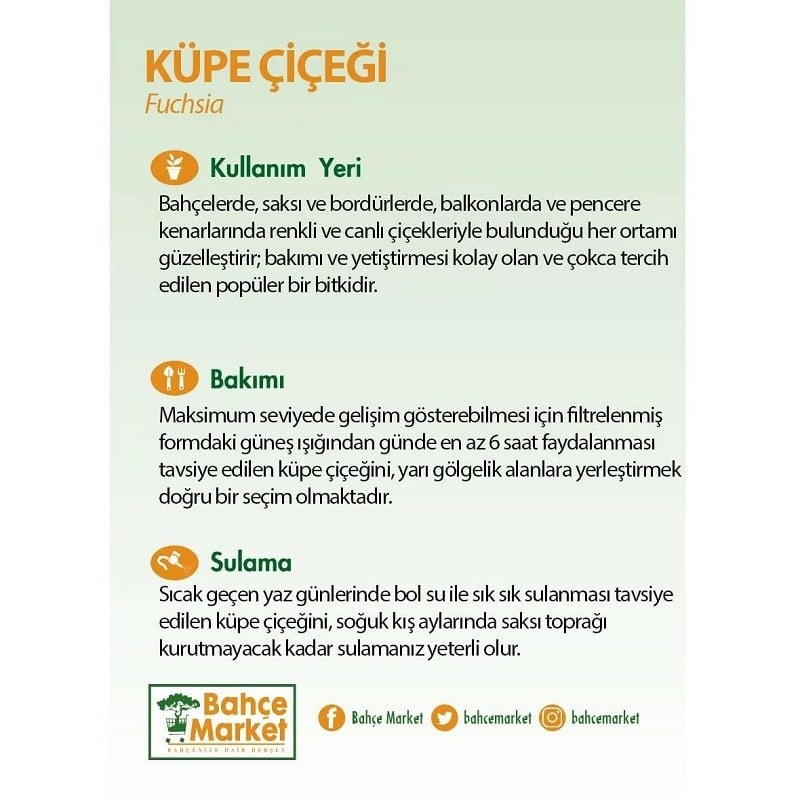 Küpe Çiçeği 20-30 Cm