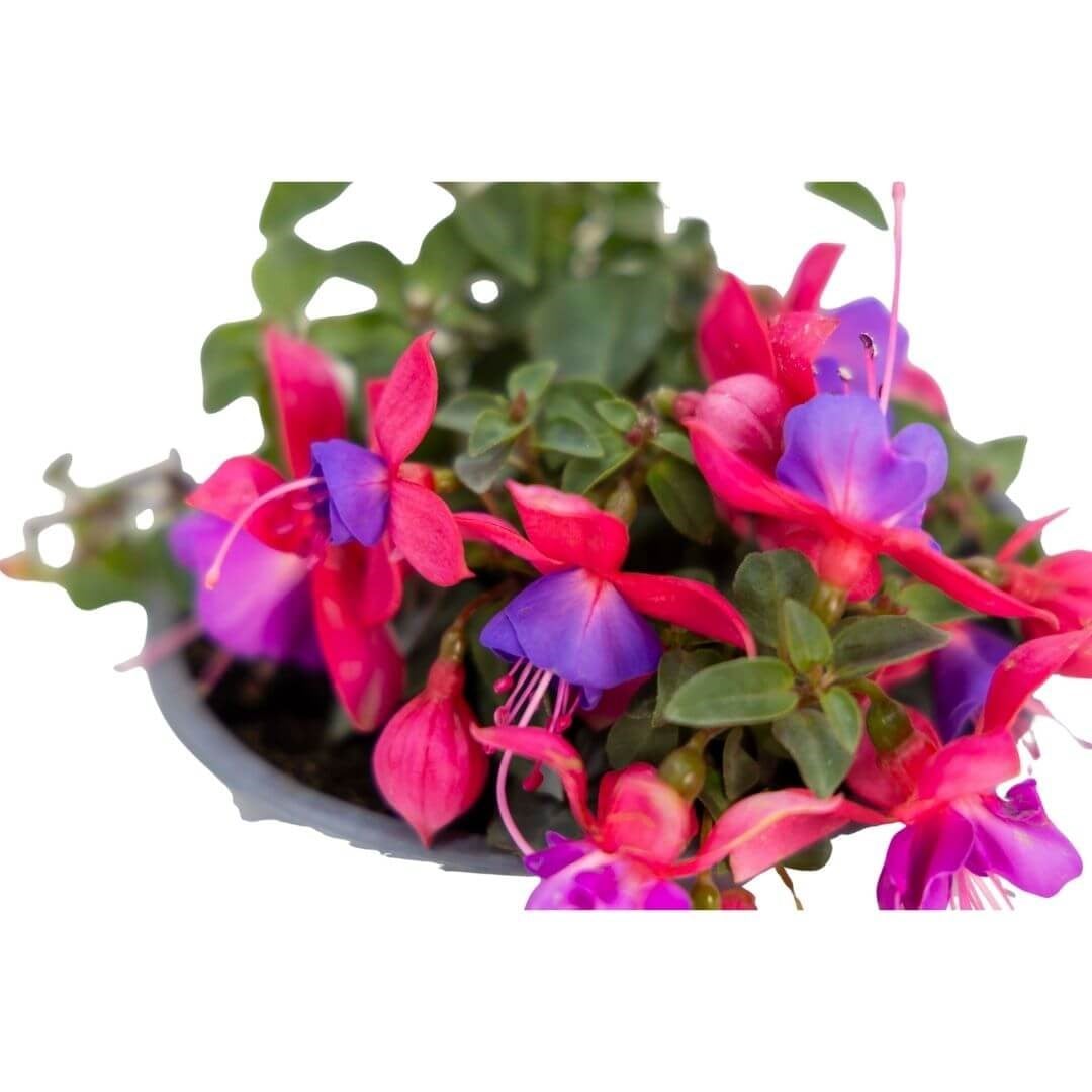 Küpe Çiçeği 20-30 Cm