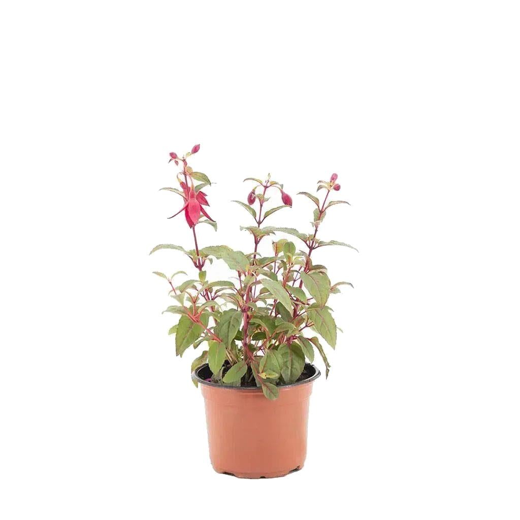 Küpe Çiçeği 20-30 Cm