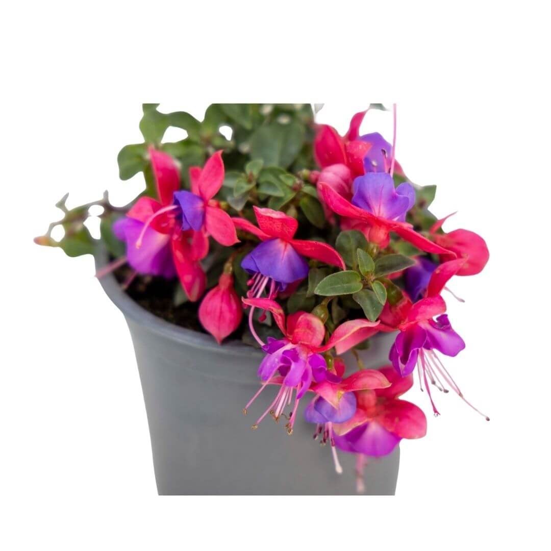 Küpe Çiçeği 20-30 Cm