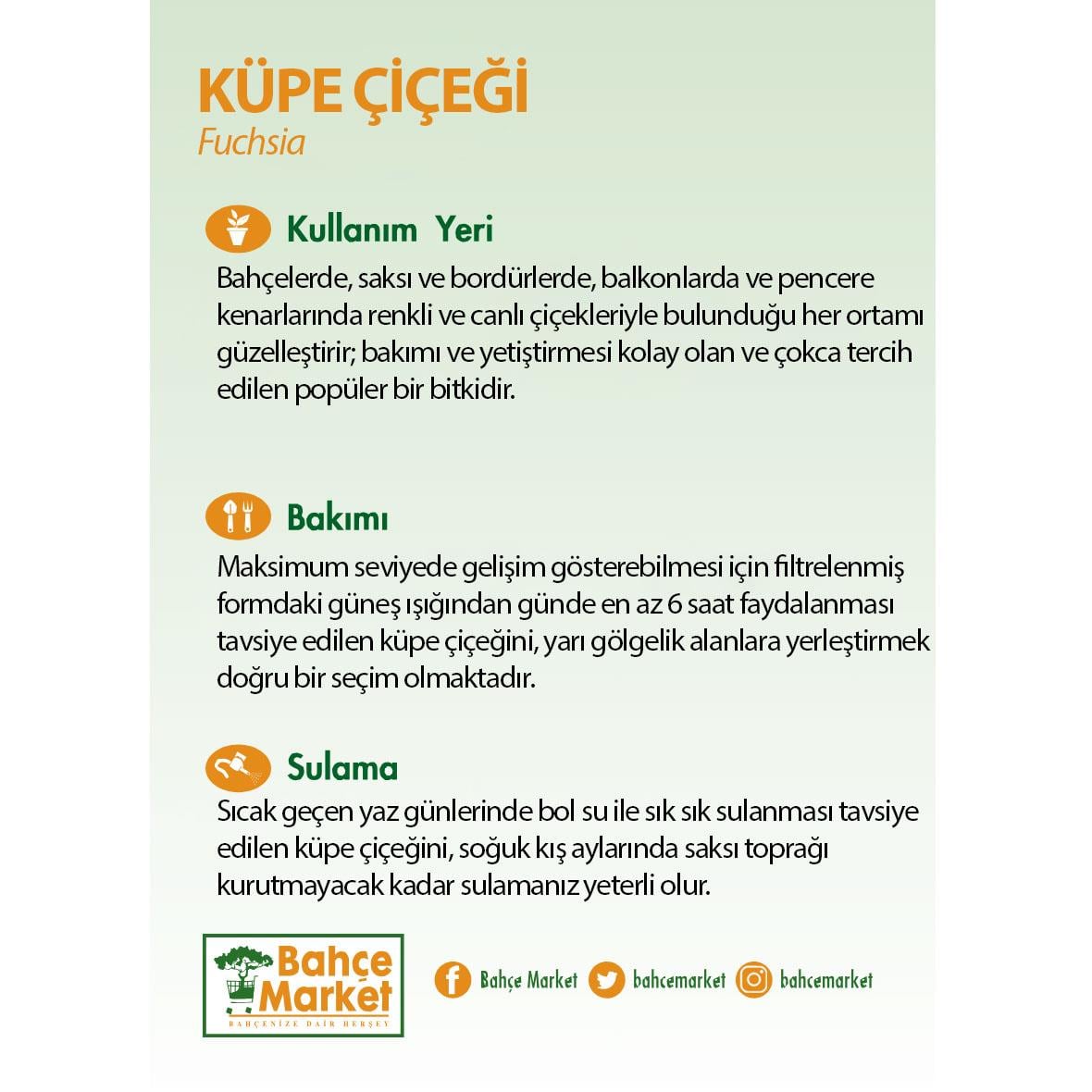Küpe Çiçeği 20-30 Cm