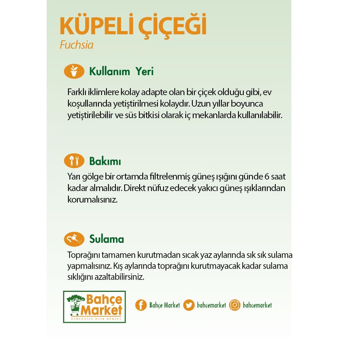 Küpeli Çiçeği - Askılı Saksıda Çap 23 Cm - 20-30 Cm