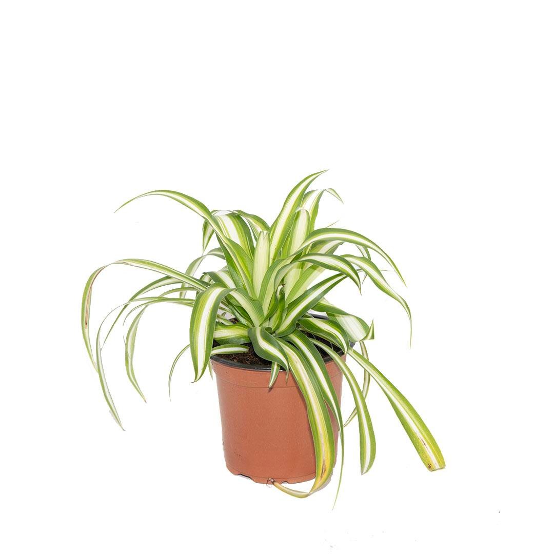 Kurdela Çiçeği 20-30 Cm