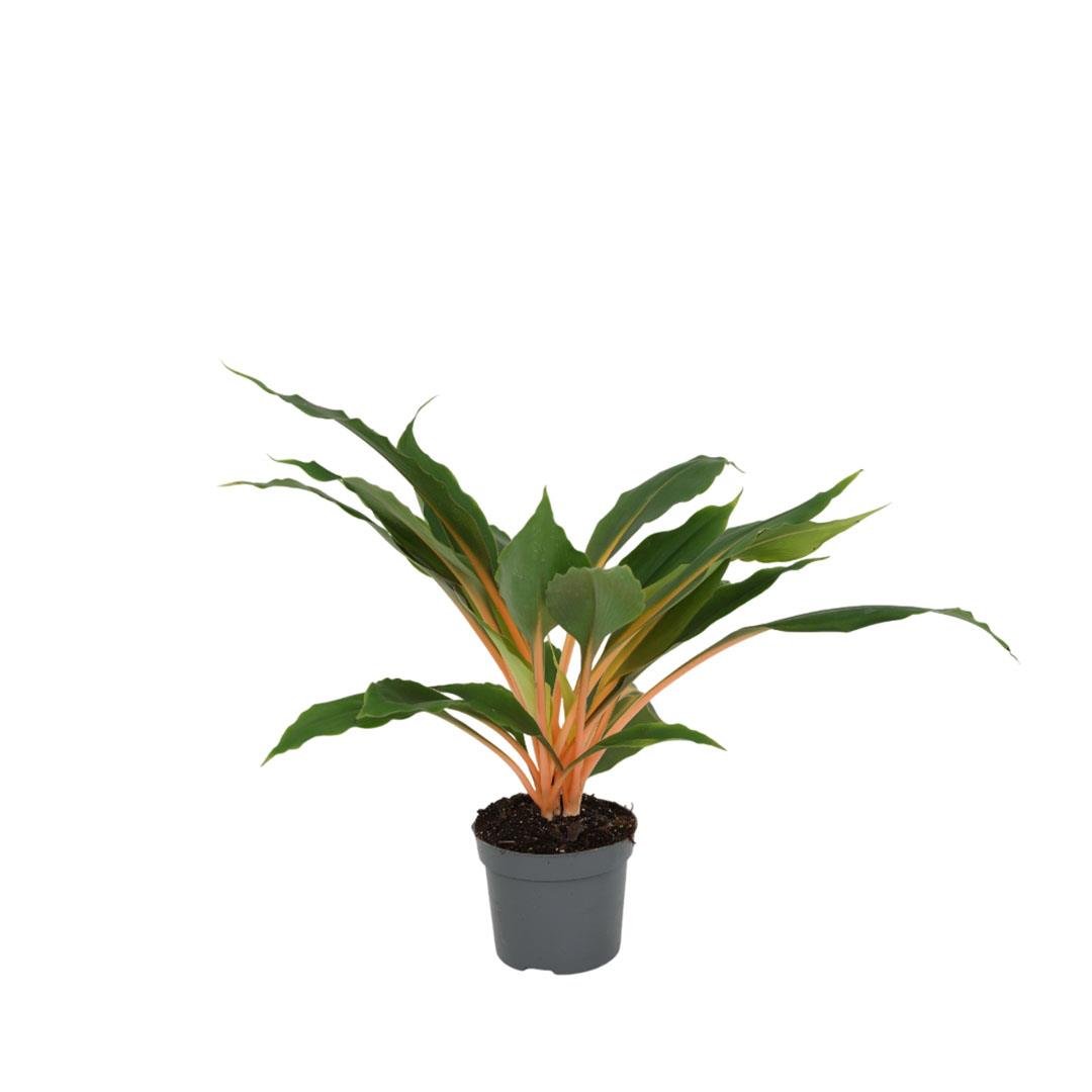 Kurdele Çiçeği 40-50 Cm